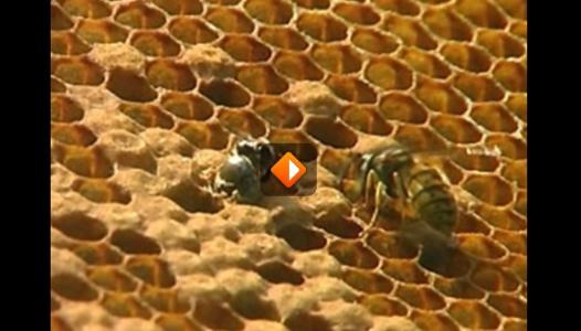 thumbnail - Bijen - Het verhaal van de honingmakers